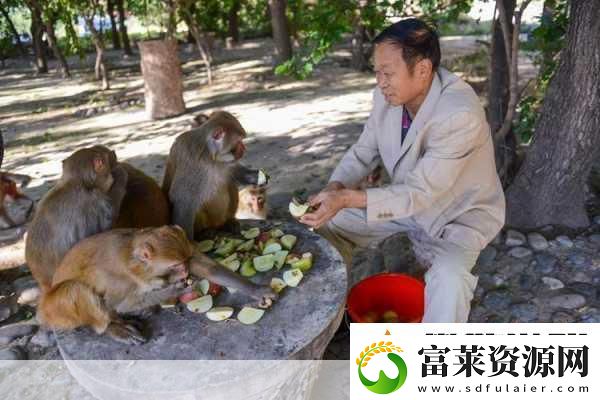 打牌生猴子的视频大全软件