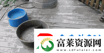 求猫咪最新地域名