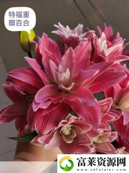 桃源秘境绽放百合