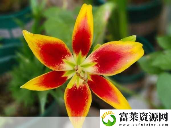 桃源秘境绽放百合