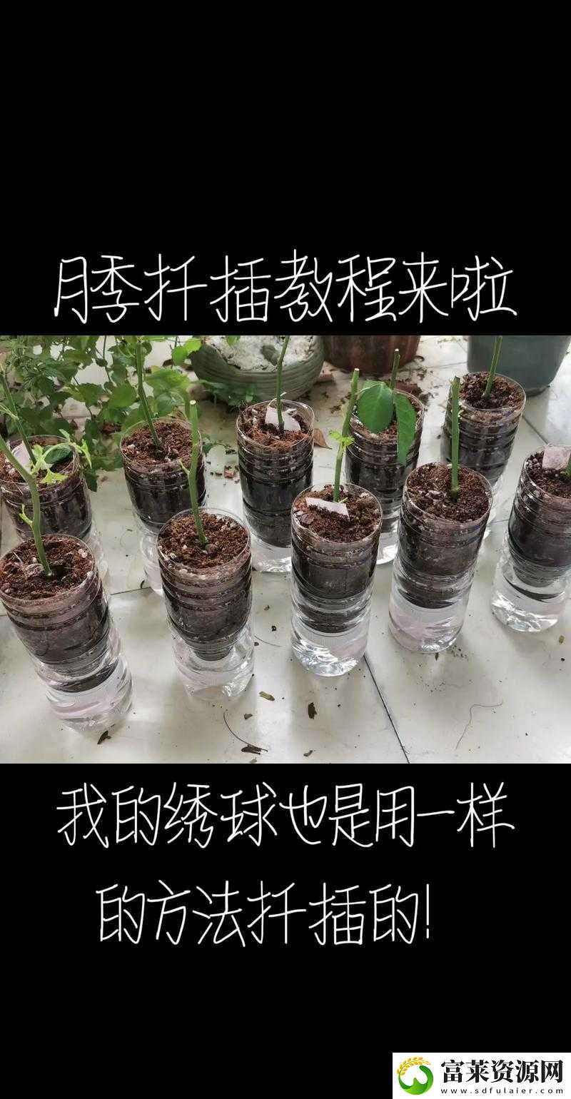 韩式