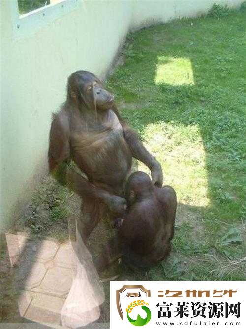如何看待能看强奸动物过程的软件