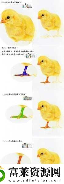 小鸡宝宝考考你