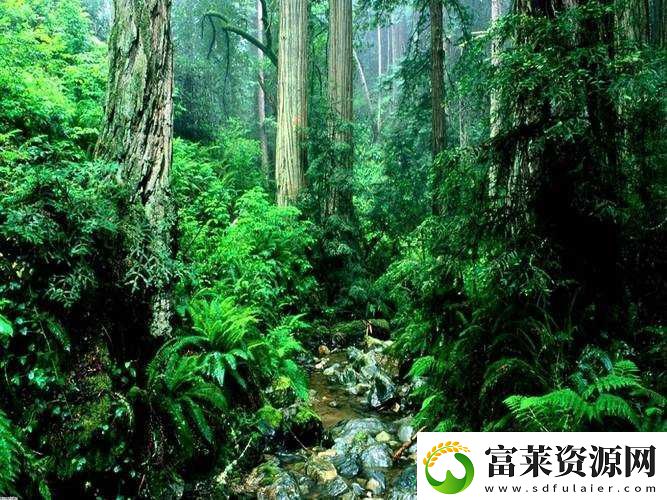让我探索你的茂盛的丛林