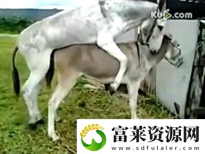 “奇配狂想曲