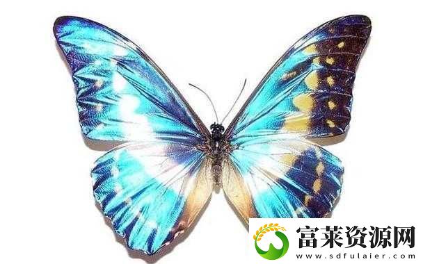 女生蝴蝶比罕见吗