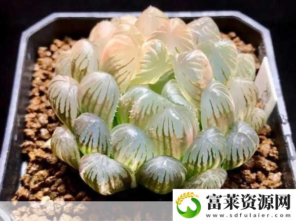 玉露春潮