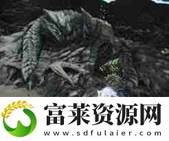 怪物猎人荒野锁刃龙太刀如何打法