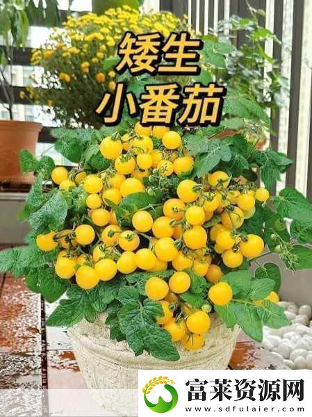 阳台上的浪漫