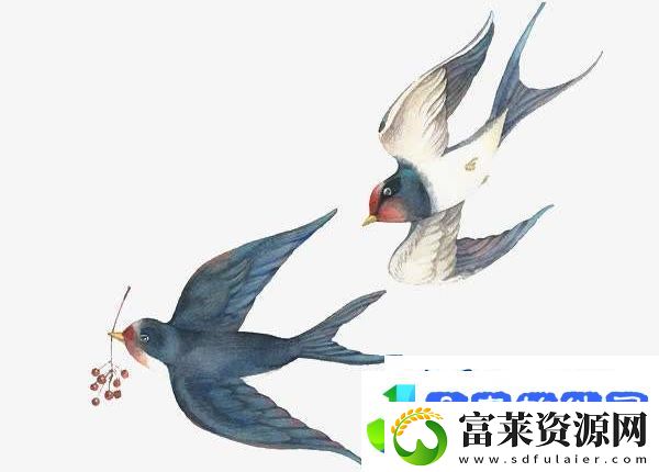 佩燕子是哪个地区人的习俗