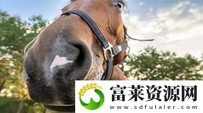 人与马畜禽corporation翻译