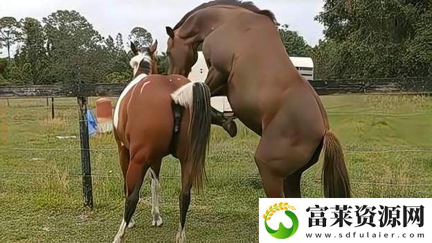 美国公马配女人最佳答案